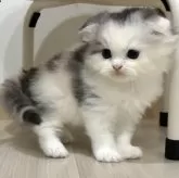 スコティッシュフォールド(折れ耳)【愛知県・女の子・2025年9月1日・ブルーパッチドタビー&ホワイト】の写真6