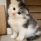 スコティッシュフォールド(折れ耳)【愛知県・女の子・2025年9月1日・ブルーパッチドタビー&ホワイト】の写真6