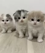 スコティッシュフォールド(折れ耳)【愛知県・男の子・2024年10月30日・クリームタビー&ホワイト】の写真6