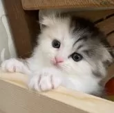 スコティッシュフォールド(折れ耳)【愛知県・女の子・2025年9月1日・ブルーパッチドタビー&ホワイト】の写真7