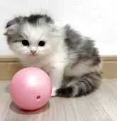 スコティッシュフォールド(折れ耳)【愛知県・女の子・2025年9月1日・ブルーパッチドタビー&ホワイト】の写真7