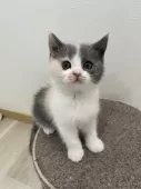 スコティッシュフォールド(立ち耳)【愛知県・女の子・2024年11月2日・ダイリュートキャリコ】の写真7