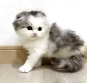 スコティッシュフォールド(折れ耳)【愛知県・女の子・2025年9月1日・ブルーパッチドタビー&ホワイト】の写真8