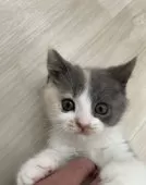 スコティッシュフォールド(立ち耳)【愛知県・女の子・2024年11月2日・ダイリュートキャリコ】の写真8