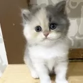スコティッシュフォールド(立ち耳)【愛知県・女の子・2025年9月5日・ブルータビー&ホワイト】の写真8