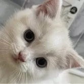 スコティッシュフォールド(立ち耳)【愛知県・男の子・2025年9月23日・クリームタビー&ホワイト】の写真8