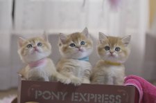 ブリティッシュショートヘア【・女の子・2024年3月15日・ブラックゴールデンシェーテッド】