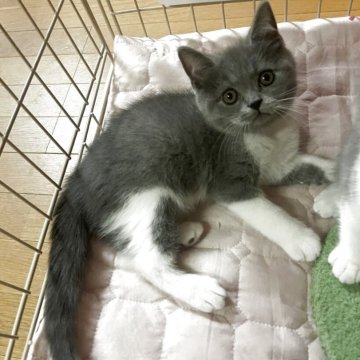 ブリティッシュショートヘア【群馬県・男の子・2025年6月13日・ブルーホワイト】の写真「とても可愛い甘えん坊くんです🩷」