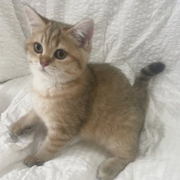 ブリティッシュショートヘア【群馬県・男の子・2025年5月20日・チョコレートゴールデンタビー】の写真「可愛い縞模様🩷ガッチリ骨太君冒険家です」