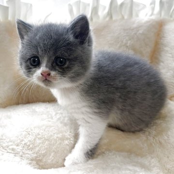 ブリティッシュショートヘア【群馬県・女の子・2025年10月30日・ブルーホワイト】の写真「お顔まん丸ブルーホワイト」