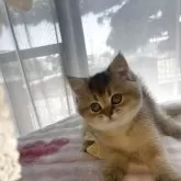 ブリティッシュショートヘア