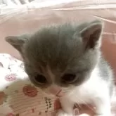 ブリティッシュショートヘア