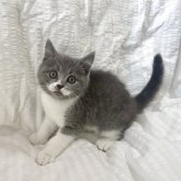 ブリティッシュショートヘア