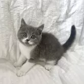 ブリティッシュショートヘア