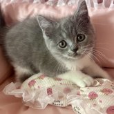 ブリティッシュショートヘア
