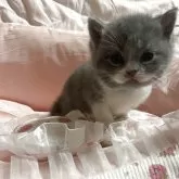 ブリティッシュショートヘア