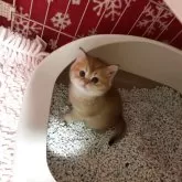 ブリティッシュショートヘア