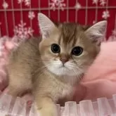 ブリティッシュショートヘア