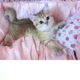 ブリティッシュショートヘア