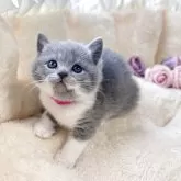 ブリティッシュショートヘア