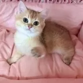 ブリティッシュショートヘア