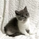 ブリティッシュショートヘア