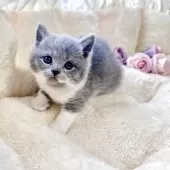 ブリティッシュショートヘア【群馬県・女の子・2025年10月30日・ブルーホワイト】の写真2