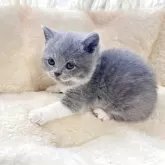 ブリティッシュショートヘア【群馬県・女の子・2025年10月30日・ブルーホワイト】の写真4