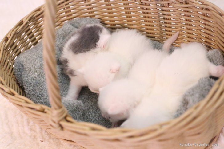 大西延昌ブリーダーのブログ：マンチカンベビー