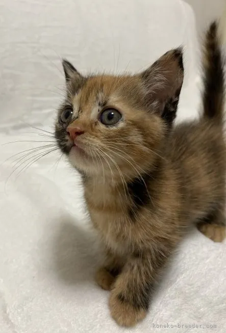 ID：2109-00992の子猫
