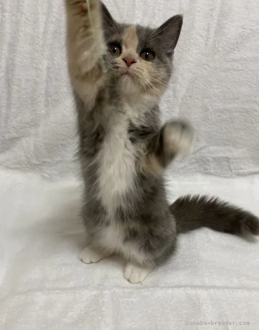 ID：2107-02482の子猫