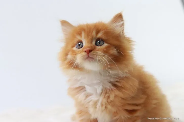 ID:2203-02102の子猫