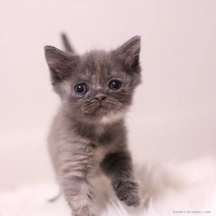 ID：2404-02984の子猫