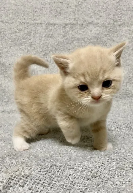 ID：2011-01383の子猫