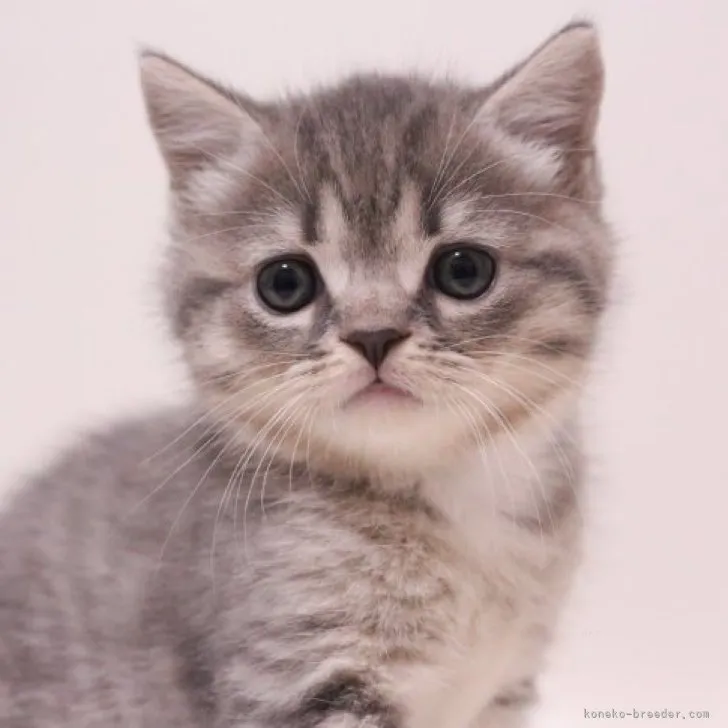 ID：2311-00649の子猫