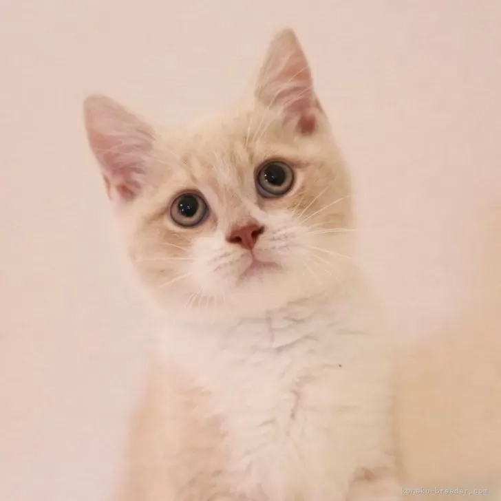 ID：2410-02302の子猫