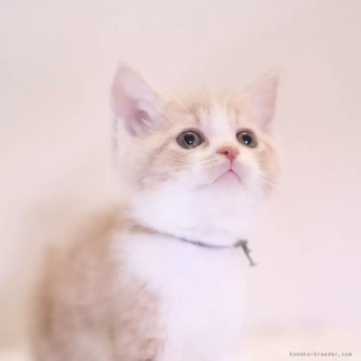 ID:2405-02401の子猫