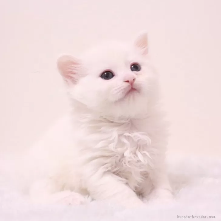 ID:2403-00964の子猫