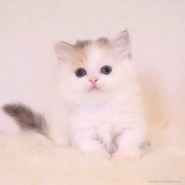 ID：2407-00702の子猫