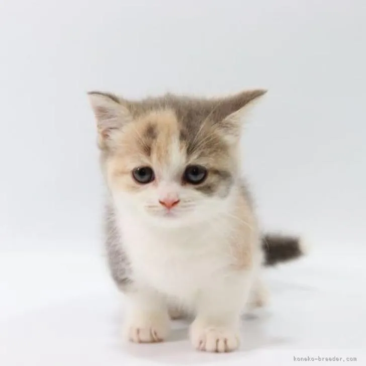 ID:2208-00162の子猫