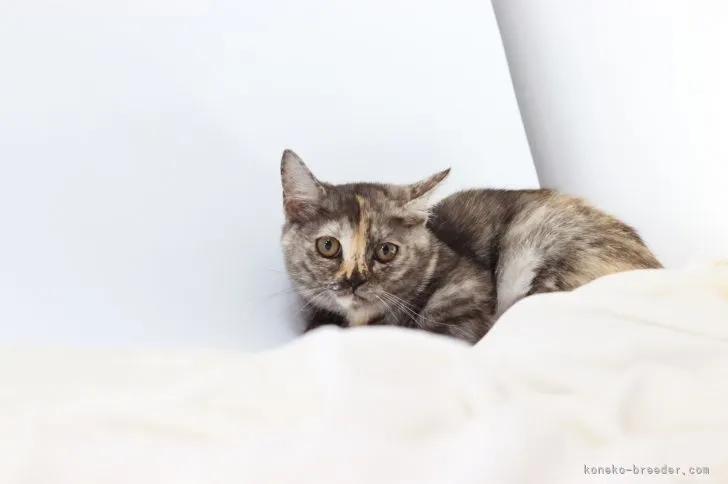 ID：2109-00995の子猫