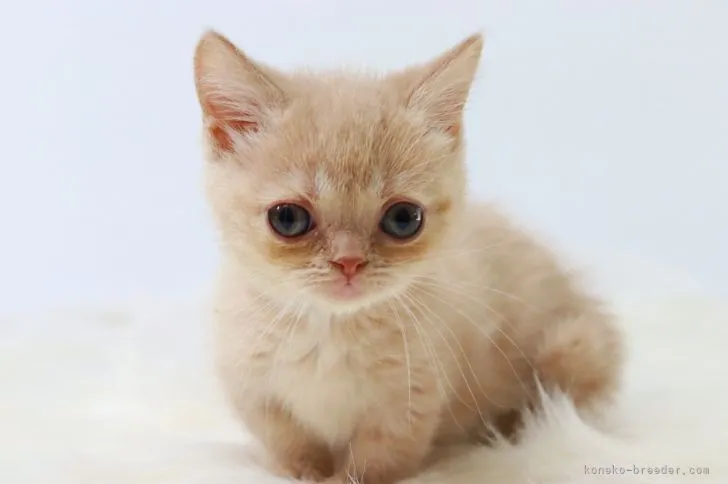 ID：2112-01760の子猫