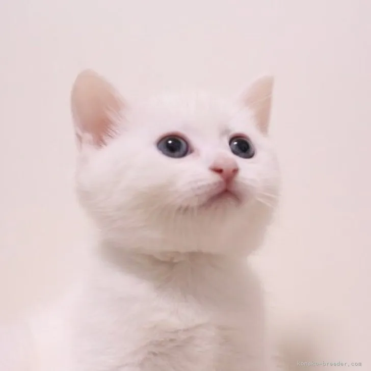 ID：2308-01505の子猫