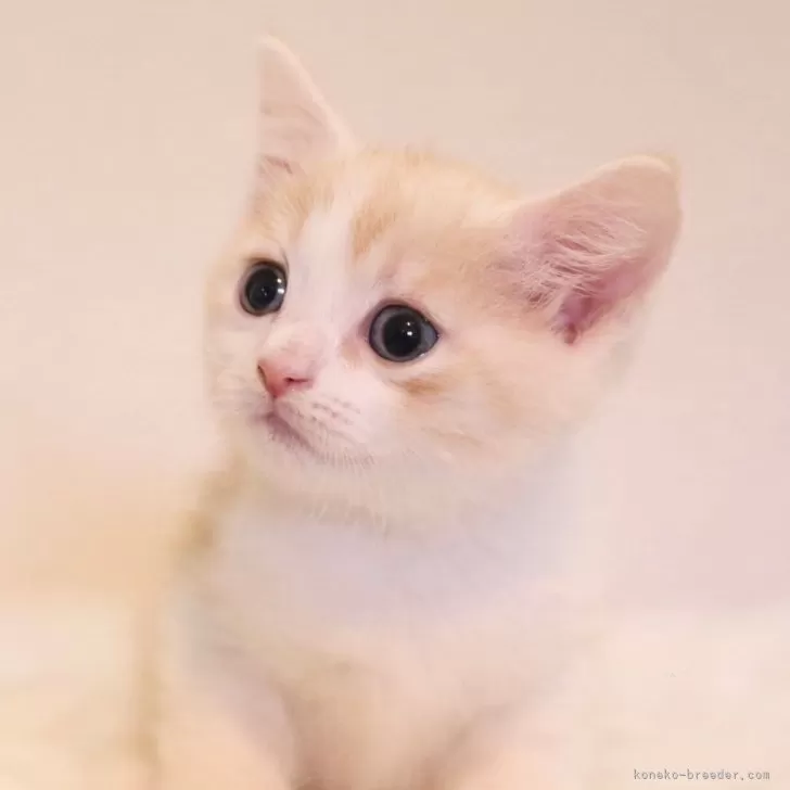 ID：2404-02982の子猫