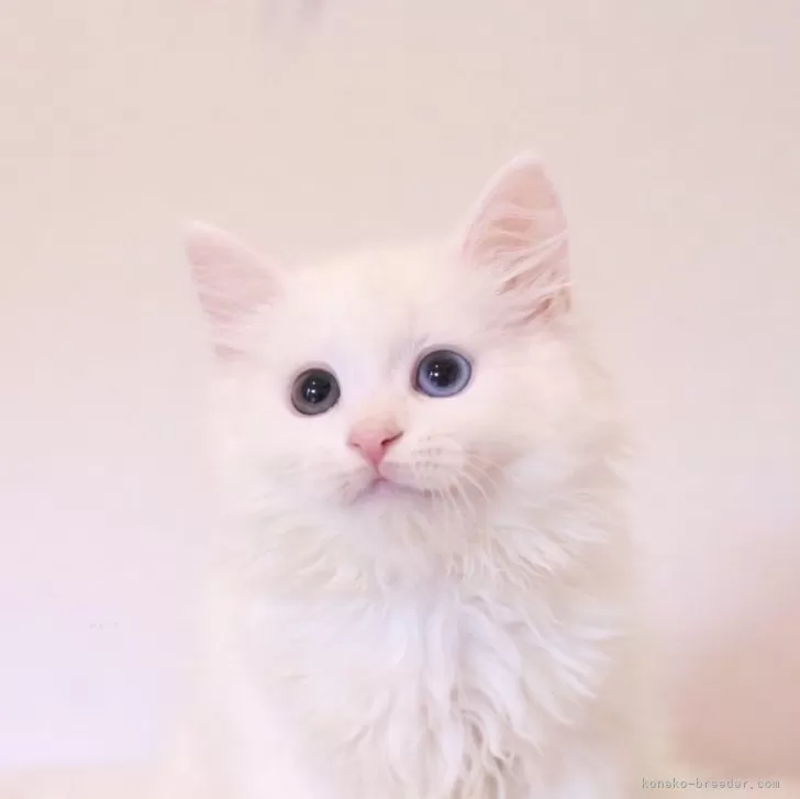 ID：2408-01863の子猫