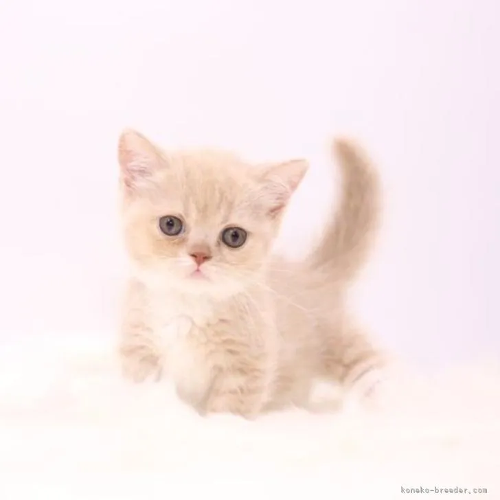 ID：2206-00007の子猫