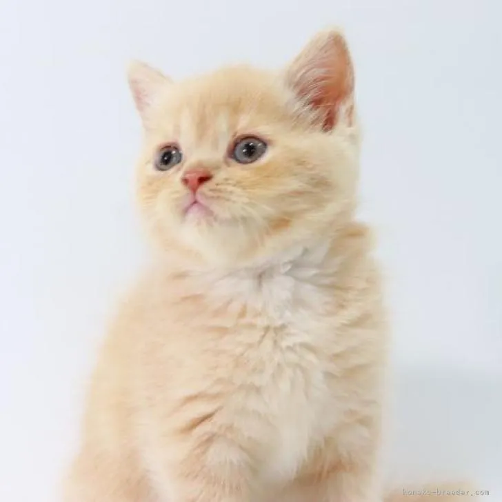 ID:2208-00155の子猫