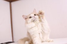 マンチカン【・男の子・2022年3月15日・クリーム&ホワイト】