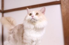 マンチカン【・男の子・2022年3月15日・クリーム&ホワイト】