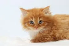 マンチカン(長足)【東京都・男の子・2022年2月12日・レッドタビー&ホワイト】の写真4